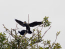 Cormorant – Kormoran
